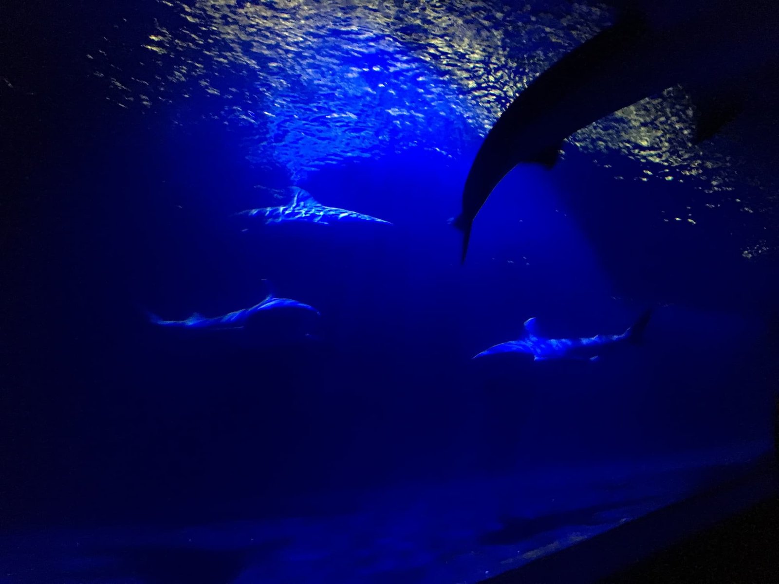 10 Tips on How to Pitch to Investors Effectively Based on Shark Tank Show 
