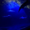 10 Tips on How to Pitch to Investors Effectively Based on Shark Tank Show 